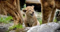 Pronađeno mladunče lava koje je pobjeglo u Crnoj Gori