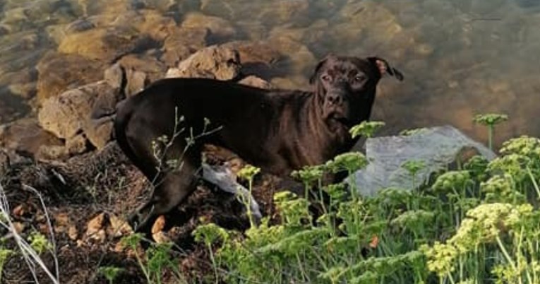 Nestao pas Apollo, posljednji put je viđen kod Plitvičkih jezera
