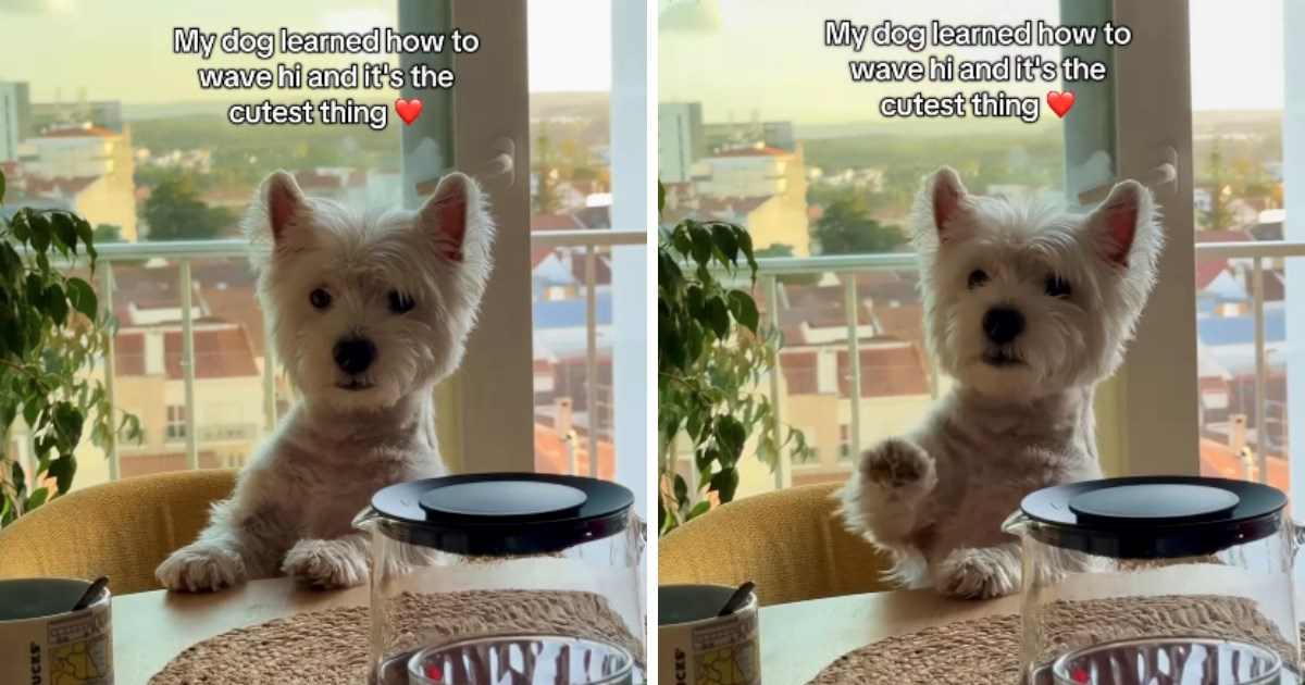 Sedmogodišnji pas koji zna mahati šapom oduševljava baš sve svojim slatkim trikom