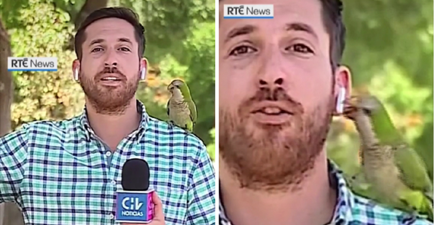 Dok je novinar u prijenosu uživo izvještavao o krađama, papiga mu ukrala slušalicu