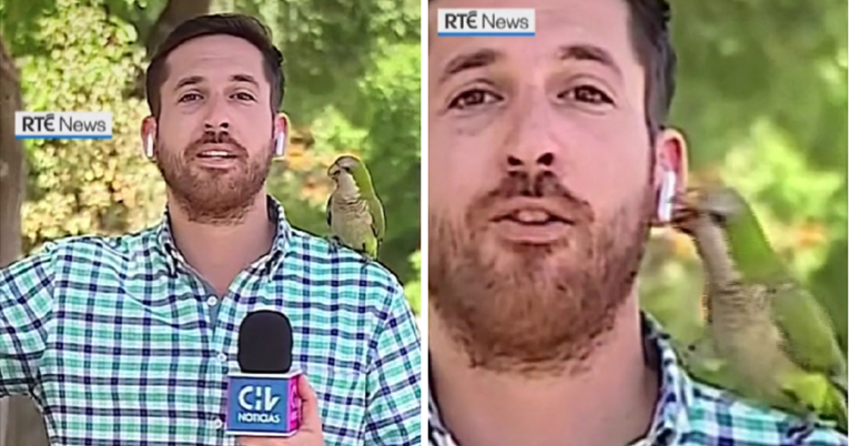 Dok je novinar u prijenosu uživo izvještavao o krađama, papiga mu ukrala slušalicu