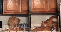 Vlasnik kasnio pet minuta s doručkom pa je mačak preuzeo stvar u svoje šape