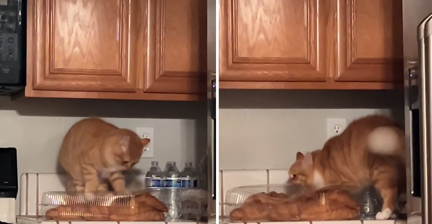 Vlasnik kasnio pet minuta s doručkom pa je mačak preuzeo stvar u svoje šape