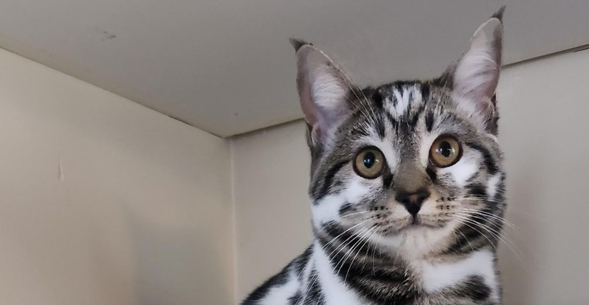 Mačka s nevjerojatnom bojom krzna osvojila je internet, svi pišu da je prekrasna