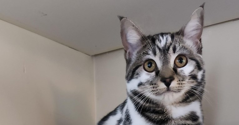 Mačka s nevjerojatnom bojom krzna osvojila je internet, svi pišu da je prekrasna