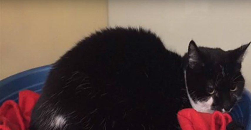 Napustili 12-godišnjeg mačka, pokraj njega ostavili poruku koja slama srce