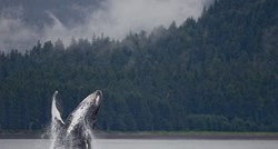 Istraživanje: Sve manje sivih kitova na zapadnoj obali Sjeverne Amerike