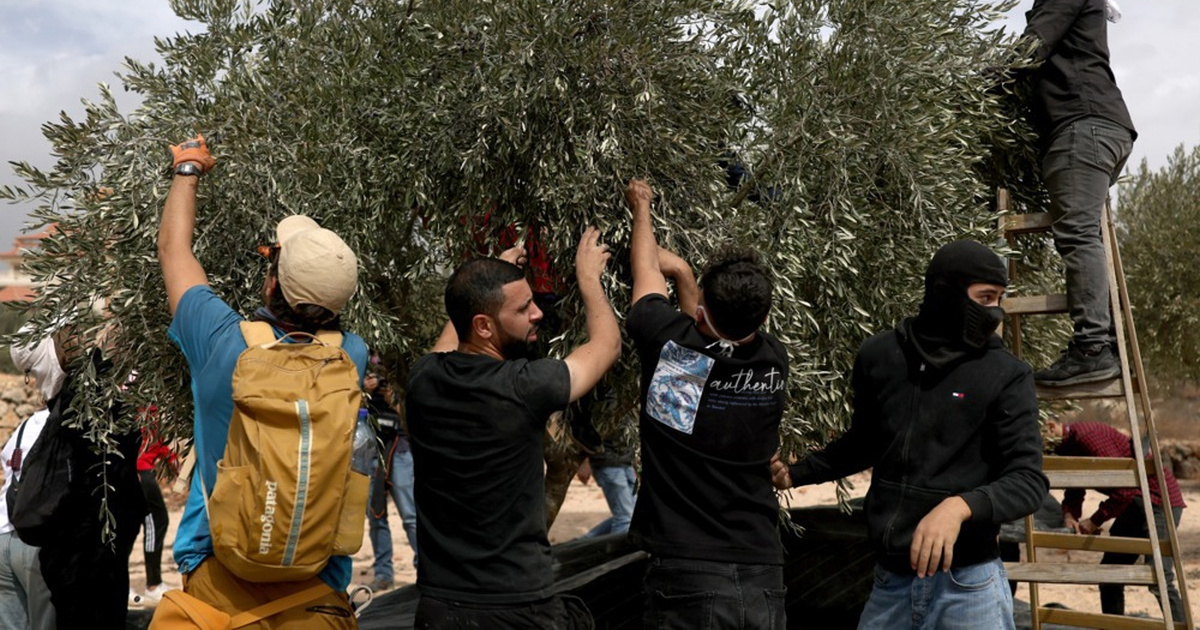 FOTO Izraelski rabin odobrio krađu maslina Palestincima na Zapadnoj obali