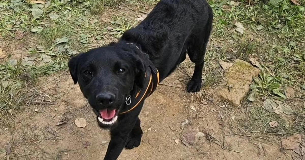 Taro nikada nije šetao gradom ni imao svoju zdjelicu za hranu. Traži dom