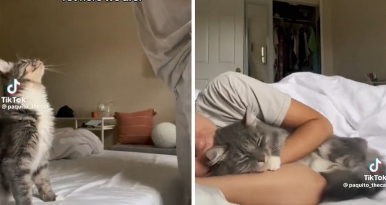 Ovaj video mace i njezine vlasnice će vam popraviti dan