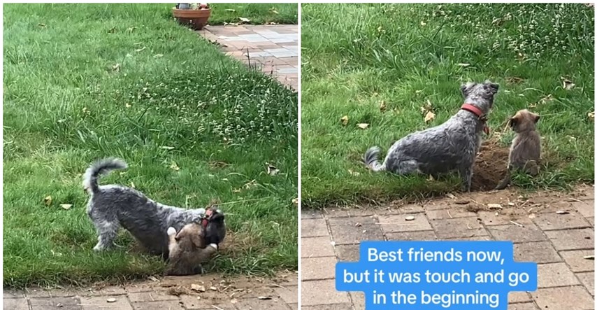 Žena ostavila pse u dvorištu, šokirala se kada je vidjela što rade