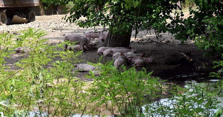 Vlada u e-savjetovanje pustila program potpore zbog afričke svinjske kuge