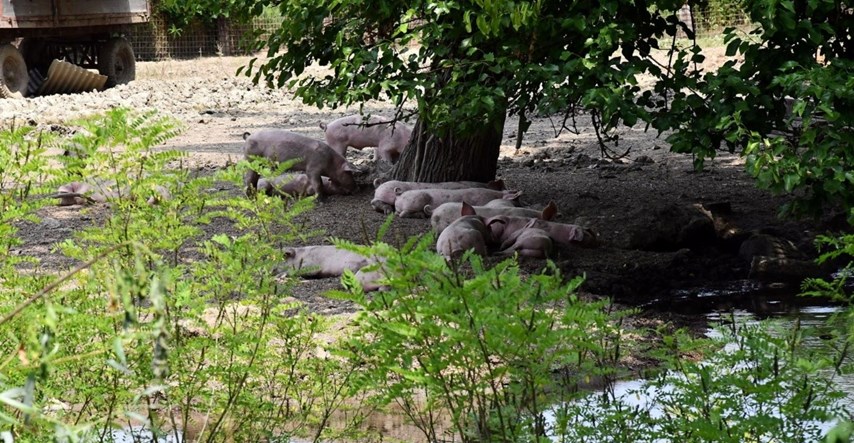 Vlada u e-savjetovanje pustila program potpore zbog afričke svinjske kuge