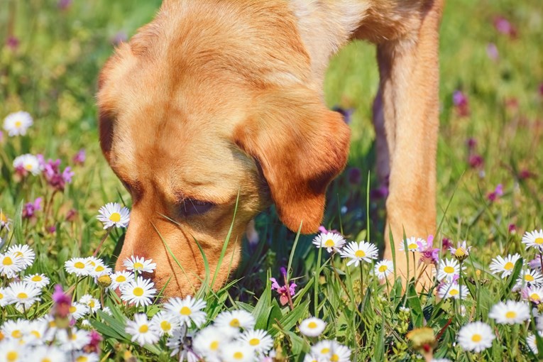 Pet nevjerojatnih stvari koje psi mogu nanjušiti