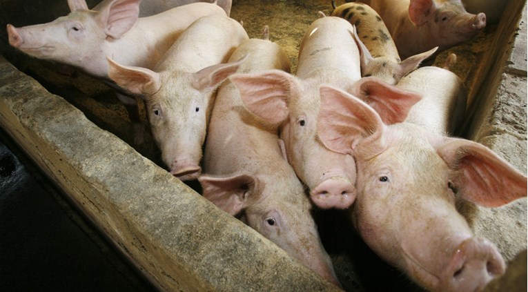 U Japanu zbog svinjske kuge usmrćene 753 svinje