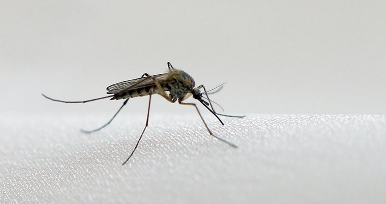 Zašto neke ljude stalno grizu komarci? Studija: Privlači ih miris njihove kože