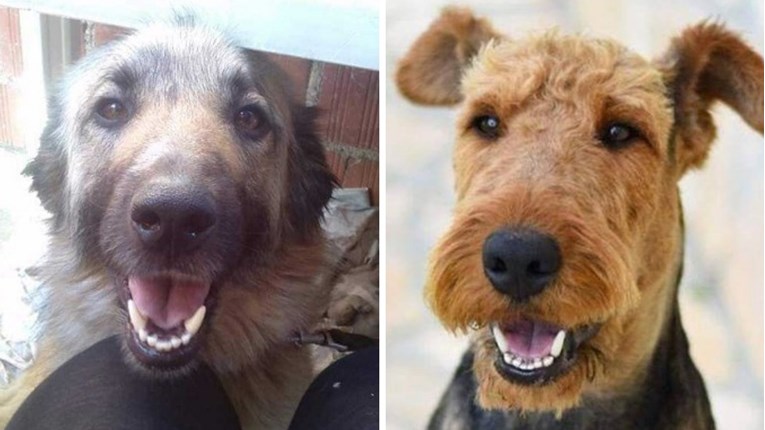 Ovi psi u Hrvatskoj su uginuli zbog petardi. Je li vrijedilo?