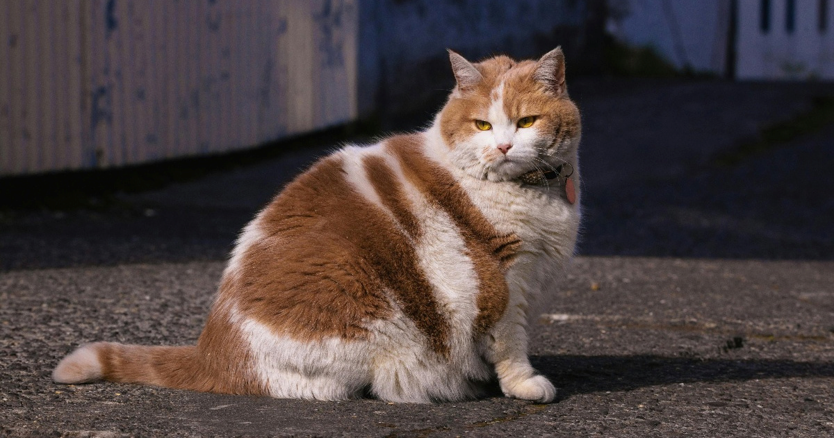 Ozempic za ma&#x10D;ke: Bucmasti ljubimci uskoro bi mogli dobivati injekcije za mr&#x161;avljenje