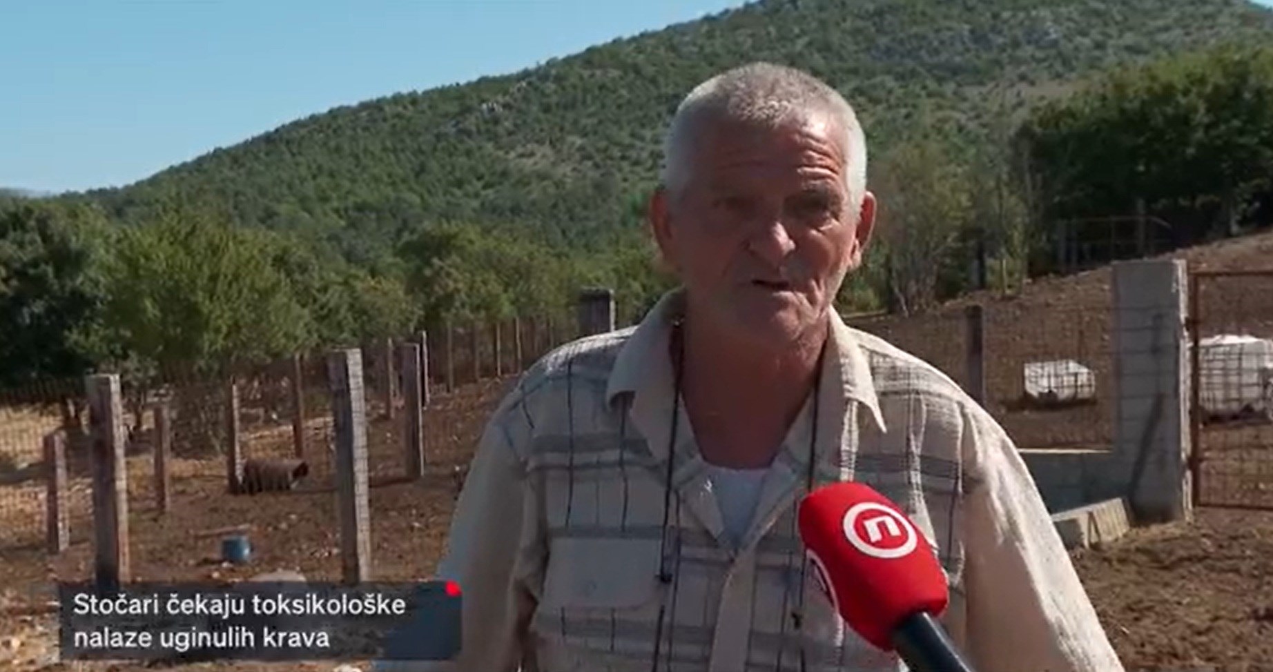 Misteriozni pomor stoke, ljudi na rubu živaca: "Ovo je sramota, situacija katastrofe"