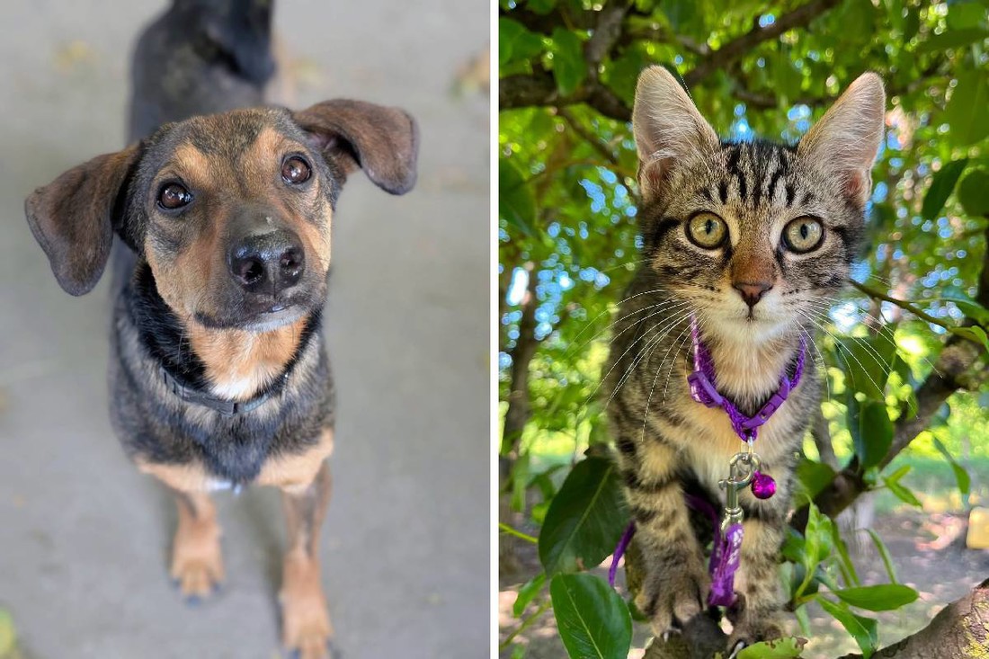 Preslatki malci iz skloništa traže svoje ljude. Možda ste to baš vi ❤️