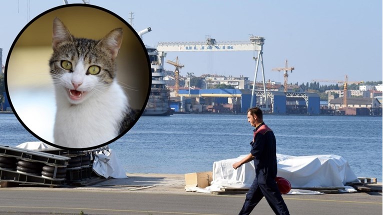 Radnici Uljanika traže pomoć za 200 mačaka koje su se nakotile u brodogradilištu