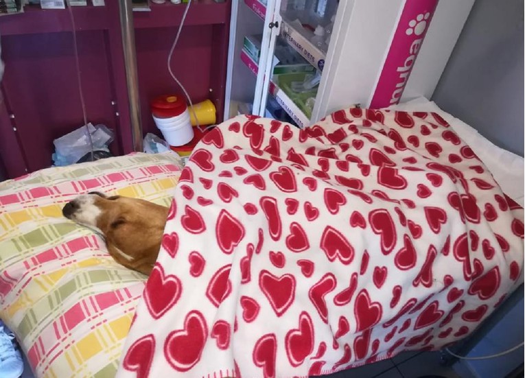 Uginuo je Bono, psić koji je pronađen u užasnom stanju: "Netko mora odgovarati"