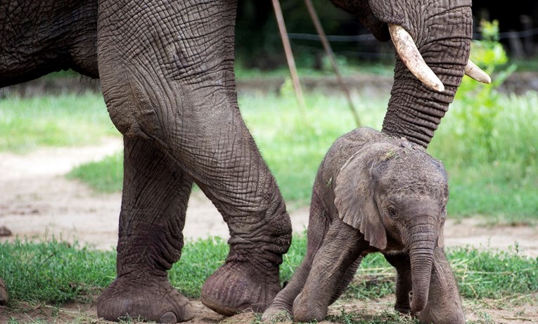 Slonovača se i dalje ilegalno prodaje u EU