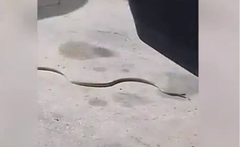 VIDEO Curica u Splitu snimila zmiju kako se uvlači u auto