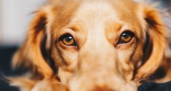 Pet stvari koje psi mogu osjetiti kod ljudi