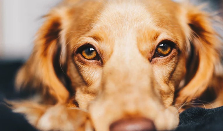 Pet stvari koje psi mogu osjetiti kod ljudi