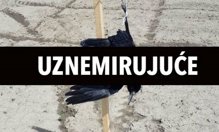UZNEMIRUJUĆE Vrane u Osijeku ubijene i obješene na stupove