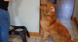 Ovaj pas potpuno je van sebe kada vidi hranu, njegova je reakcija neviđena