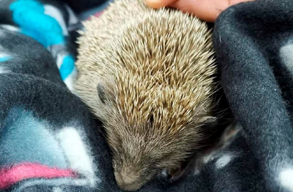 Djeca se ispred osnovne škole u Splitu iživljavala nad ježom