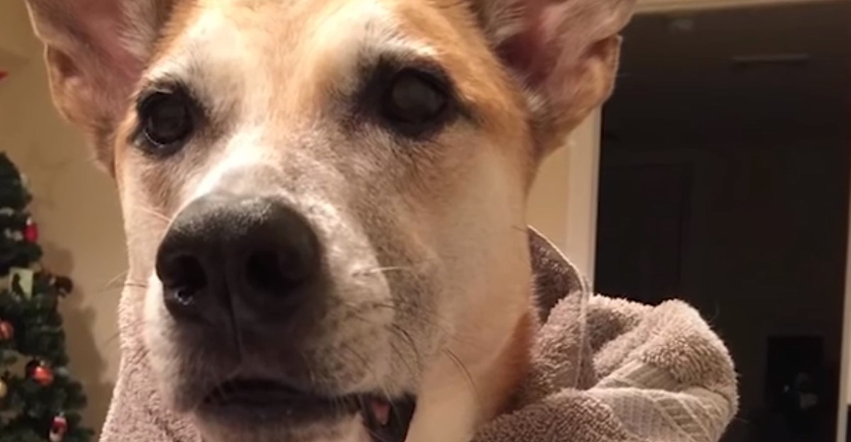 Ovi su ljudi udomili pse koje nitko nije htio, biste li vi to ikada učinili?