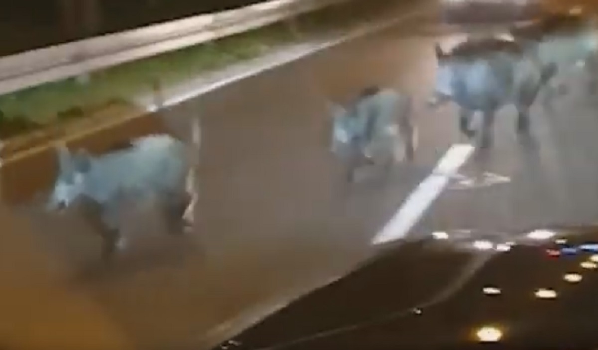 Divlje svinje opsjedaju Beograd, pun ih je grad. Pogledajte snimke