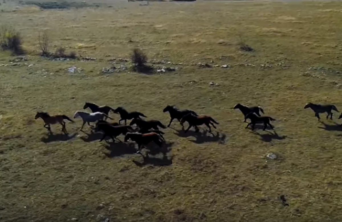 VIDEO Nevjerojatna snimka hercegovačkih divljih konja u trku