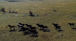 VIDEO Nevjerojatna snimka hercegovačkih divljih konja u trku