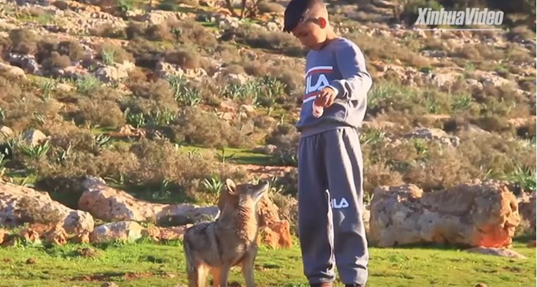 Dječak Hamza pripitomio vuka i sada zajedno čuvaju ovce