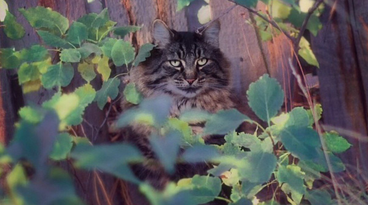 VIDEO Ovaj mačak ima najčudniju reakciju na izjave ljubavi svog vlasnika