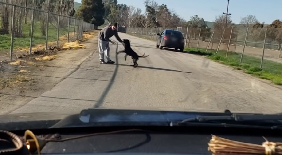 Ostavio psa nasred ceste i otišao, a jadna životinja pokušavala ući auto