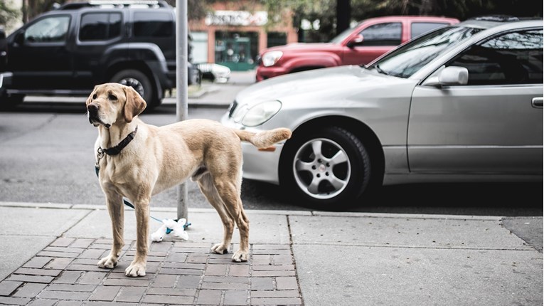 Saznajte zašto psi trče za automobilima i kako ih spriječiti u tome