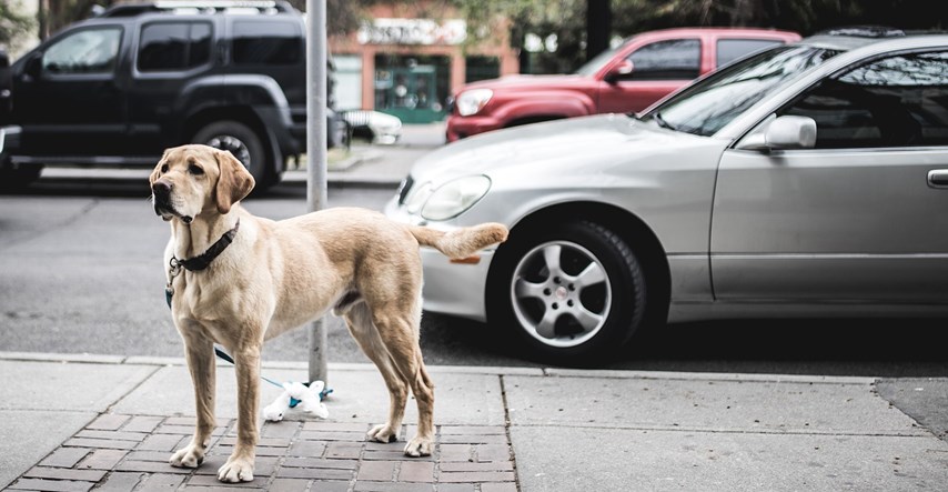 Saznajte zašto psi trče za automobilima i kako ih spriječiti u tome