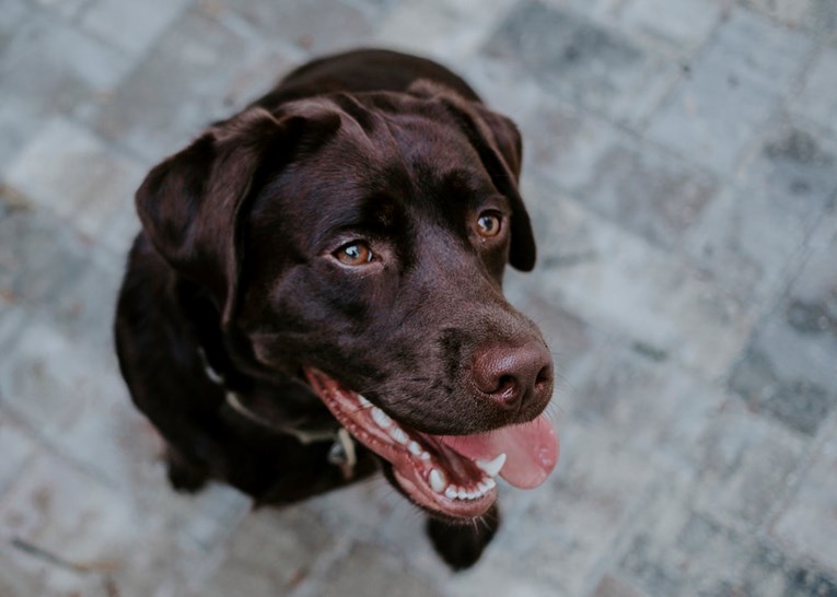 10 psećih zapovijedi: evo što bi vam poručio vaš pas kada bi mogao govoriti