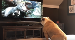 Ljudi misle da psi shvaćaju sve što vide na TV-u, no je li to doista tako?