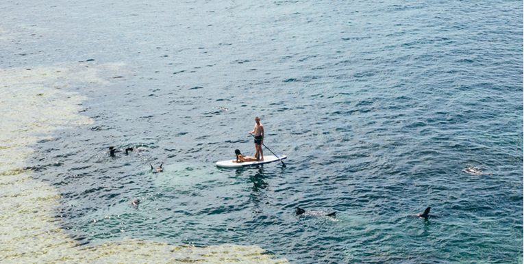 Nevjerojatna priča o delfinima koji su spasili život ozlijeđenom surferu