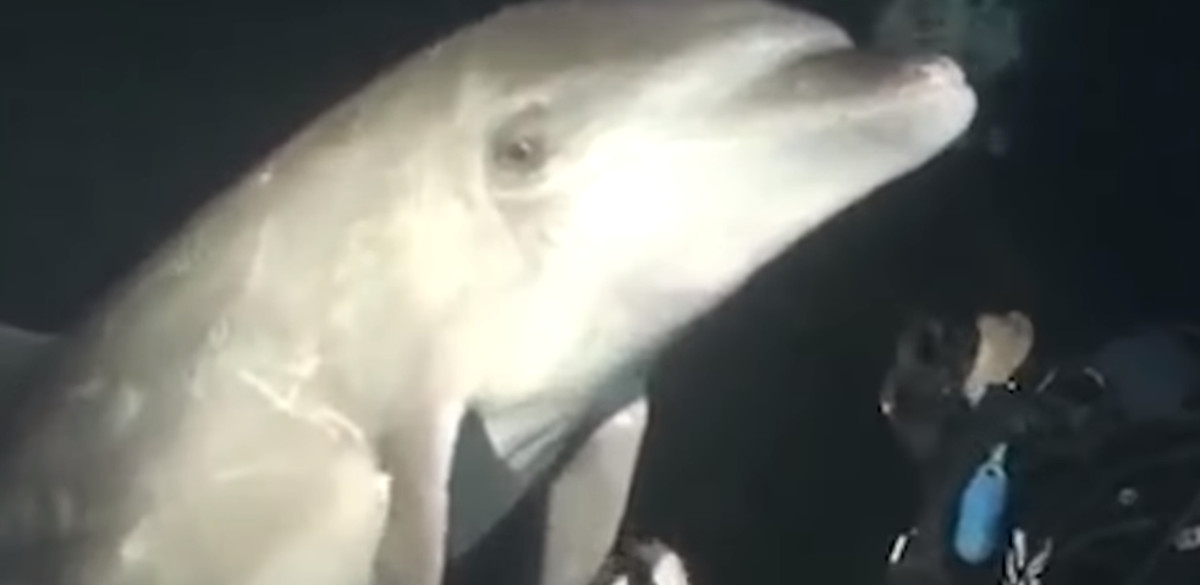 VIDEO Dupin je prišao roniocu i zatražio ga pomoć