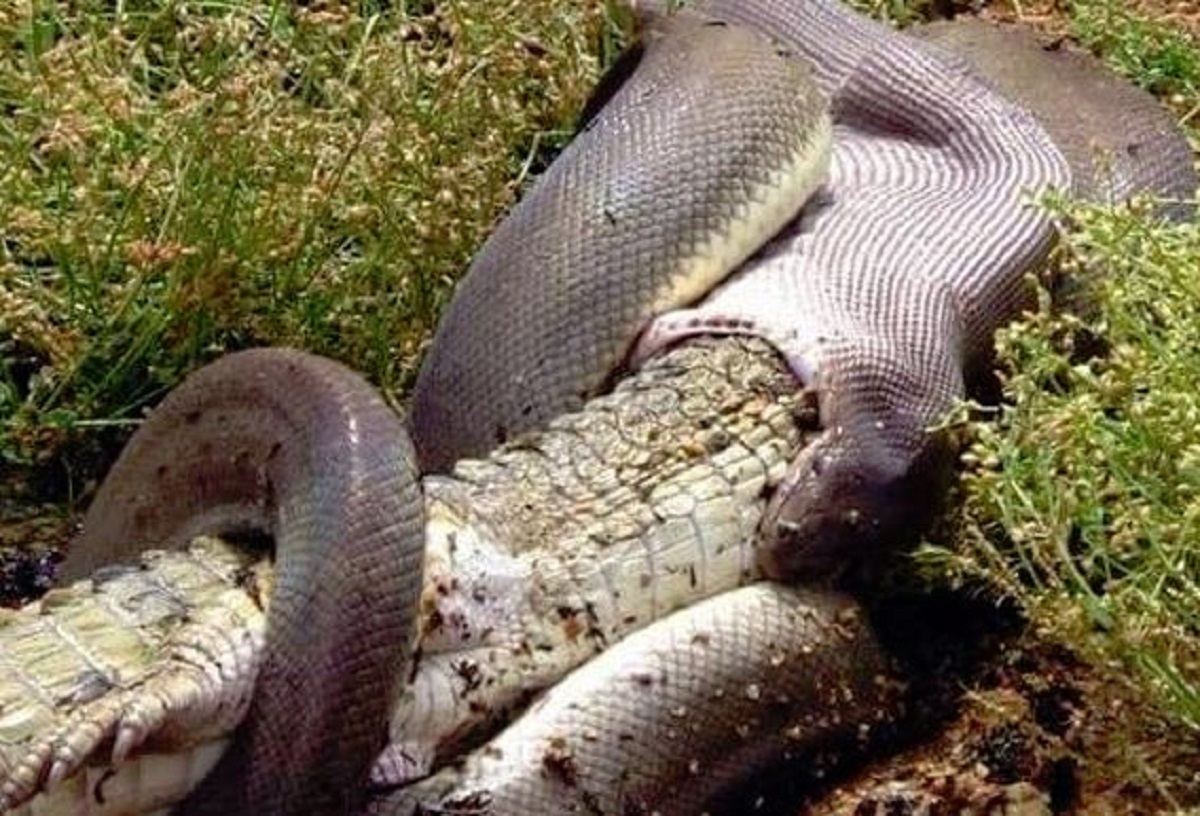 FOTO Snimio brutalnu borbu pitona i krokodila, mnoge iznenadilo kako je završila