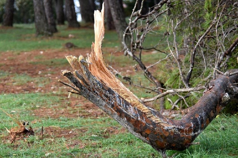 Kradljivac u Lonjskom polju posjekao 141 stablo zaštićene vrste