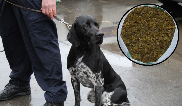 Policijski pas kod Poreča pronašao kilu trave u autu, pogledajte fotografije