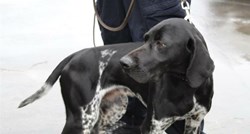 Policijski pas Duks u Istri nanjušio više od 50 kilograma trave, uhićen mladić